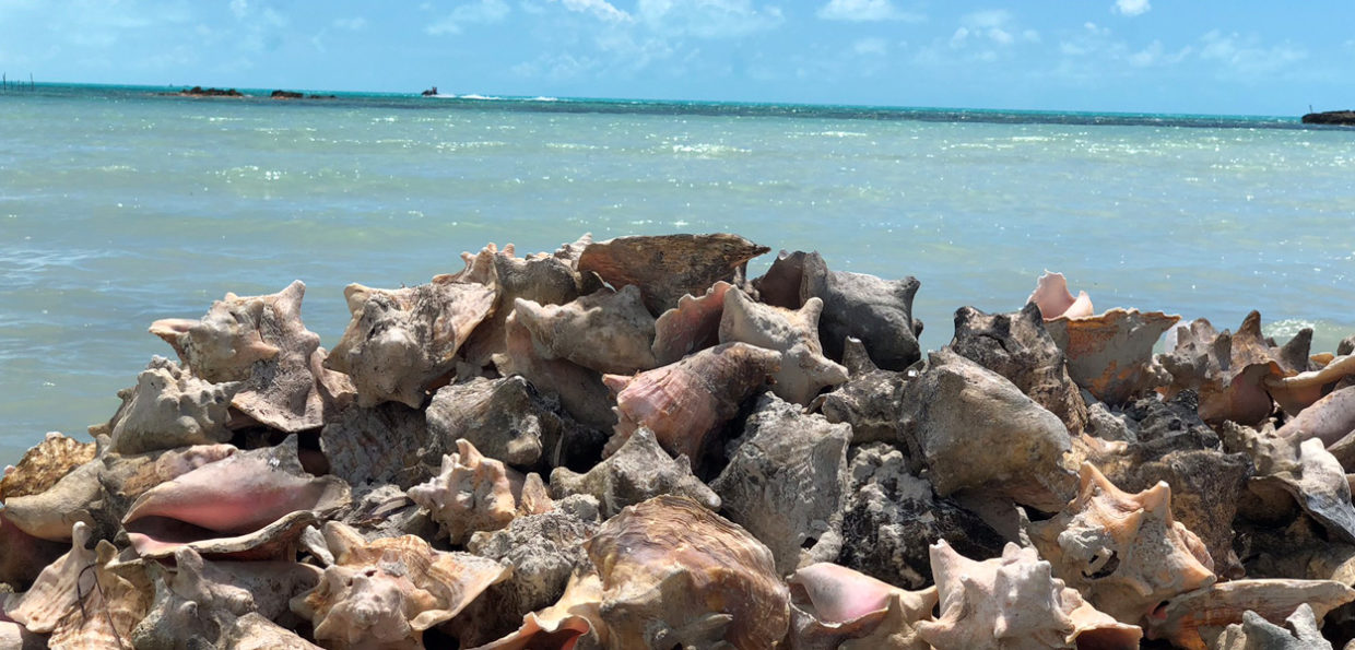 Large Pile of Shells with Water in Background