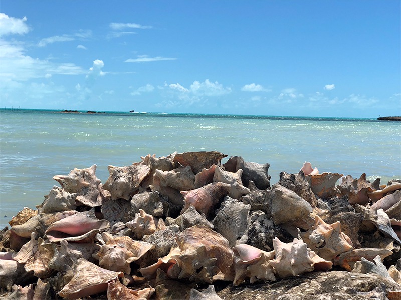 Pile of Large Shells