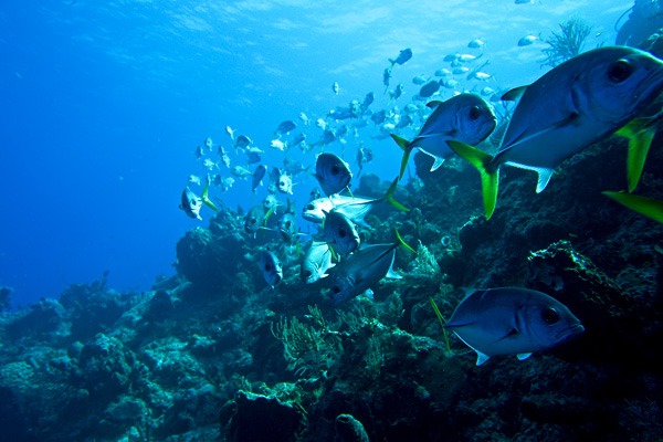 Underwater Reef Photo